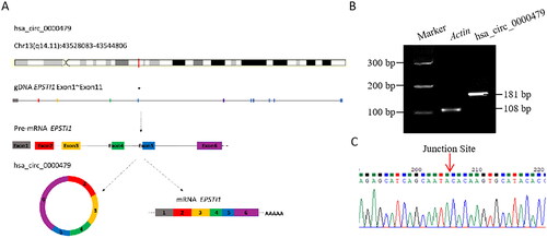 Figure 2. Basic information of hsa_circ_0000479 and PCR product identification in neutrophils. (A) The schematic diagram of the genomic position of hsa_circ_0000479 is from EPSTI1 gDNA. (B) Percoll solution sorted neutrophils (1 × 10^6) from human peripheral blood was set to detect the expression of hsa_circ_0000479 by PCR. The transcript of human β-actin gene was used as an amplification control. The length of the product detected by PCR agarose gel electrophoresis was 181 bp. (C) PCR products were connected to T-easy vector and then sequenced by Beijing TsingKe Biotech Co., ltd with Sanger sequencing methods. The results of blast sequence alignment were consistent and validated the specific reverse splicing junction of hsa_circ_0000479.