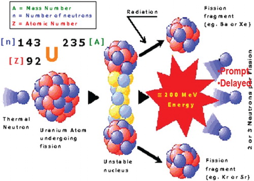 Figure 1. Fission of a 235U atom.