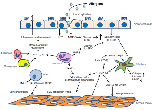 Figure 1 MMPs mediate allergen-induced airway inflammation, hyperresponsiveness, and remodeling.