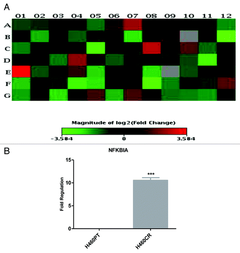 Figure 2. NFKBIA is more highly expressed in H460CR cells than H460 cells An RT2 profiler PI3K-Akt pathway array was performed to compare gene expression in H460 (cisplatin-sensitive) and H460CR (cisplatin-resistant) cell lines. (A) A heat map was constructed using SABiosciences online software, corresponding to Table 1. Four genes were upregulated greater than 2-fold and 11 genes were downregulated greater than 2-fold in cisplatin-resistant cells compared with parent cells. Position E01 corresponds to an increase in NFKBIA. (B) Upregulation of NFKBIA in H460CR cells was validated by QRTPCR, using NFKBIA and ACTB specific primers, in three independent experiments. Fold regulation is shown for NFKBIA in H460CR cells compared with H460PT cells, calculated via the ΔΔCt method. ***P < 0.001. H460PT, H460 parent cells; H460CR, H460 cisplatin-resistant cells.