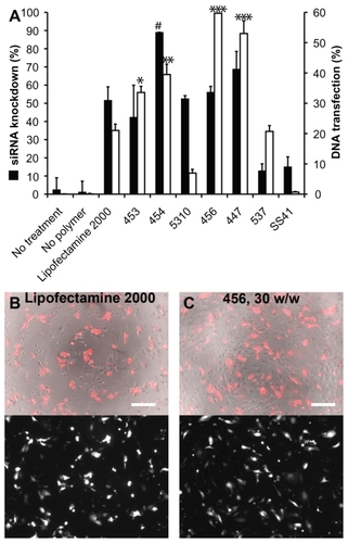 Figure 9 For each polymer, the best siRNA knockdown and best DNA transfection efficiency from the optimal formulation of polymer-nucleic acid are plotted together in (A).Notes: #P < 0.05 superior siRNA delivery compared with Lipofectamine™ 2000; *P < 0.05, **P < 0.01, ***P < 0.001 superior DNA delivery compared with Lipofectamine 2000. DNA transfection efficiency after 24 hours with Lipofectamine 2000 (B) and 456, 30 w/w (C) are also shown. For (B) and (C) top, phase contrast + DsRed merged; bottom, DsRed only; scale bar 200 μm.