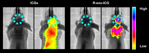 Figure 4. Tumor localization of ICG and R-exo-ICG. Nude mice were injected with U-87 MG cells to induce tumor, then 1.5 mg/kg ICG or R-exosomes loaded same amount of ICG through tail vein. After 24 h, mice were observed under IVIS Spectrum in vivo imaging systems to observe in vivo imaging.