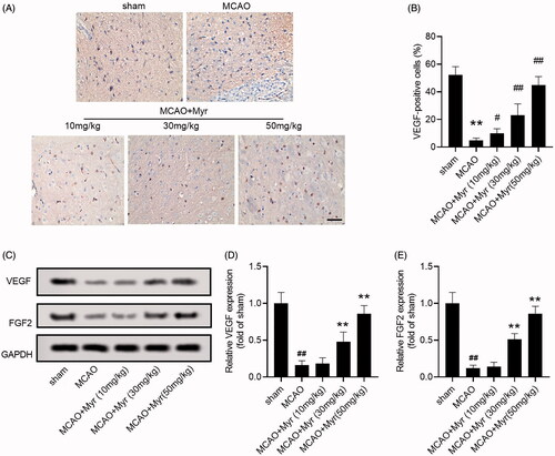 Figure 4. Mytenol promoted angiogenesis in MCAO rats. (A–B) VEGF expression in ischaemic penumbra were determined by IHC staining (n = 6). (C–E) The relative expression of VEGF and FGF2 protein was detected by western blot (n = 6). Data were presented as the mean ± SD of at least three repeated experiments. ##p < 0.01, compared with the sham group; *p < 0.05, **p < 0.01, compared with the MCAO group.