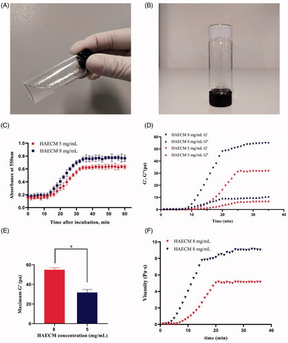 Figure 3. The state of HAECM hydrogel at different temperatures (15 °C (A) and 37 °C(B)). (C) Turbidimetric gelation kinetics of hydrogels. Hydrogel absorbance was measured spectrophotometrically at 550 nm. (D) Representative curves of the gelation kinetics of HAECM hydrogels based on storage and loss modulus (G′ and G′′). (E) The maximum storage modulus (G′) after complete gelation for each hydrogel as a function of ECM concentration. (F) The dynamic viscosity of hydrogel was determined under constant stress after inducing gelation. Data are presented as mean ± standard deviation; n = 3.