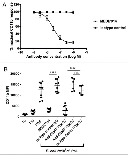 Figure 6. MEDI7814 neutralizes C5a-C5aR1 receptor mediated CD11b upregulation in human whole blood. Representative results showing that (A) MEDI7814 (▴) neutralizes endogenous C5a mediated neutrophil CD11b up-regulation in human whole blood with a geomean IC50 of 28 nM. Endogenous C5a was generated by activation of complement using E coli as described by Fung et al.Citation45 Data points represent the mean ± standard error of the mean for 5 separate experiments. No inhibition of response was observed with the isotype irrelevant control antibody (▪). (B) CD11b upregulation is mediated predominately via the C5aR1 receptor. 100 nM of an anti-C5aR1 receptor neutralizing antibody (anti-C5aR1 F(ab')2) inhibits C5a mediated CD11b up-regulation in whole human blood upon complement activation using E.coli. 100 nM of an anti-C5aR2 receptor neutralizing antibody (anti-C5aR2 F(ab')2) and an isotype negative control F(ab')2 showed no significant inhibition, indicating that CD11b up-regulation is mediated predominately through the C5aR1 receptor. 100 nM MEDI7814 inhibits CD11b up-regulation, whereas the isotype control antibody showed no inhibition. T0 and T10 represent CD11b level at time 0 and 10 minutes after blood was incubated at 37°C without E.coli. Individual data points from ≥ 6 different donors are shown alongside the mean ± standard deviation for each test condition. ****p < 0.0001, by one-way ANOVA followed by Sidak's multiple comparisons test, (ns, not significant).