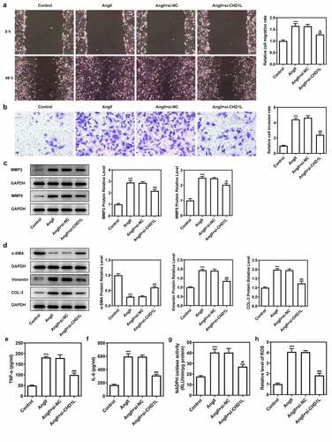 Figure 3. CHD1L deficiency suppresses the migration, phenotypic switching and inflammation of AngII-induced VSMCs. The control VSMCs or VSMCs that transfected with si-NC or si-CHD1L were treated with 10−6 mol/L AngII for 24 h, then (a) migration was measured by wound healing assay (magnification x200); (b) invasion was detected by transwell assay (magnification x200); (c) migration- and invasion-related proteins and (d) phenotypic switching-related proteins expression levels were assessed by Western blot; (e-f) the production of pro-inflammatory cytokines including TNF-α and IL-6 was measured by ELISA kits; (g-h) the activity of NADPH oxidase and the level of ROS were detected by corresponding kits. ***P < 0.001 vs Control; ##P < 0.01 and ###P < 0.001 vs AngII + si-NC. CHD1L, Chromodomain Helicase DNA Binding Protein 1-Like; VSMCs, vascular smooth muscle cells; AngII, Angiotensin II; si, small interfering RNA; NC, negative control; MMP, matrix metalloproteinase; COL-3, collagen-3.