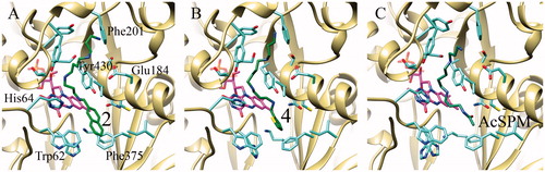 Figure 2. Best docking poses obtained for the substrates 2 (A) and 4 (B) compared with the experimentally determined structure of the PAOX-N1AcSPM complex (C).