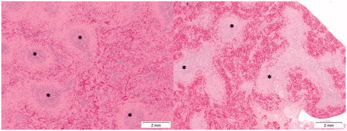 Figure 12. Presence of toxic effects in the spleen following Cu2CO3(OH)2 NPs exposure. The left image shows the histology of a normal spleen of a control animal. Note the extensive presence of lymphocytes (white pulp) (asterisks). The right image shows lymphoid atrophy as shown by the depletion of lymphocytes (white pulp) (asterisks). The right hand image is from day 6 of an animal treated with Cu2CO3(OH)2 NPs 128 mg/kg b.w. for five consecutive days (days 1-5).