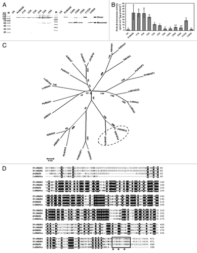 Figure 2. Carboxyl-terminal 3 cysteines affect PtrMAN6 disulfide-linked dimerization and enzyme activity. (A) Equal volumes of total proteins from tobacco leaves with transient tranformation of empty vector (CK), wild type PtrMAN6 (PtrMAN6), or Cys to Ala mutants were electrophoresed on 10% SDS-PAGE gels under non-reducing condition and detected by immunoreactions of anti-PtrMAN6 IgG. C1A, C2A, C3A, C4A, C5A, and C6A indicate changes of Cys28, Cys125, Cys247, Cys448, Cys452, and Cys456 to Ala mutant, respectively.C45A, C46A, and C56A indicate 2-site combined mutants. C123A and C456A indicate 3-site combined mutants. Dimers and monomers were indicated by arrow. (B) Effect of Cys to Ala mutant on PtrMAN6 activity. Proteins were extracted from tranformed tobacco leaves and their activity was determined according to the previous study.Citation5 Different letters indicate significant differences at p < 0.05 level by LSD test. Error bars represent the SE of 3 measurements. (C) Phylogenetic analysis of endo-β-mannanases from Arabidopsis, Populus, and tomato. Multiple sequence alignments were performed using ClustalW software, and phylogenetic tree was constructed by MEGA5.1 with the neighbor-joining method. Bootstrap values were calculated from 1000 trials. A special group was highlighted. (D) Carboxyl-terminal cysteine repeat motif is conserved in several MAN members. The sequences of PtrMAN6, PtrMAN4, and AtMAN6 were aligned with tomato LeMAN4a. The cysteine repeat motif is boxed and cysteine positions are indicated with asterisks.