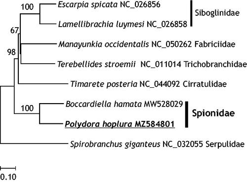 Figure 1. Molecular phylogenetic relationships among published mitogenomes of related Polychaeta species. In the neighbor-joining tree, genetic distances were calculated by Kimura-2 parameter method based on concatenated nucleotide sequences of protein coding genes (PCGs). Numbers above the branches represent bootstrap values (2000 replicates).