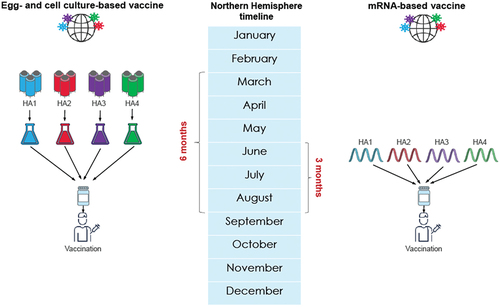 Figure 2. Influenza vaccine manufacturing using egg-based, cell culture-based, and mRNA-based platforms.