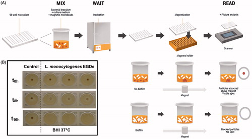 Figure 3. The Biofilm Ring Test protocol. The Biofilm Ring Test is based on the capacity of bacteria to immobilize microbeads when forming a biofilm at the surface. (A) A bacterial suspension is mixed with paramagnetic microbeads before being loaded into the wells of a microtiter plates. The microtiter plates is then incubated and direct measurements can be performed at different time points, without any staining and washing steps. First, the wells are covered with a contrast liquid, an inert opaque oil, allowing to read the microtiter plate with a plate reader specifically designed for the Biofilm Ring Test. Then, the microtiter plate is placed for 1 min on a block consisting of individual magnets centered under the bottom of each well. Free (unblocked) paramagnetic microbeads are concentrated in the center of the bottom of the wells after magnet contact, forming a black ring, whereas those blocked by sessile cells remain in place. (B) Kinetic of biofilm formation on polystyrene microplates by Listeria monocytogenes EGDe with the Biofilm Ring Test after different incubation times. Control with only BHI medium and contrast liquid and assays after magnetization (second scan). Schematic in panel A courtesy of Thierry Bernardi, BioFilm Control SAS, Saint-Bauzire, France. © Thierry Bernardi. Reuse not permitted.