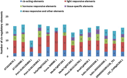 Figure 7. Cis-regulatory elements distribution at + 1000 bp upstream regions of the 14 PCS genes. Many regulatory elements were revealed in promoter sites of PCS genes but they were broadly categorized as cis-acting elements (dark blue segment), light responsive elements (red segment), hormone-responsive elements (green segment), tissue-specific elements (purple segment) and stress-responsive and other elements (light blue segment).