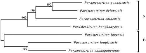 Figure 1. Maximum likelihood (ML) phylogenetic tree based on the complete mitochondrial genome sequences of 6 closely related Paramesotriton species Numbers at the branches indicate bootstrapping values with 500 replications. Accession number: Paramesotriton longliensis (NC032310), Paramesotriton caudopunctatus (EU880326), Paramesotriton laoensis (EU880328), Paramesotriton guanxiensis (NC032309), Paramesotriton deloustali (EU880327), Paramesotriton hongkongensis (NC006407).
