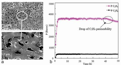 Figure 10. CuCl-(Cl) DES/PVDF based SLMs. (a) SEM image of the porous surface view at two magnifications and (b) durability of SLMs tested for 50 h for C2H4/C2H6 separation, Reprinted (adapted) with permission fromd from. (Citation48).