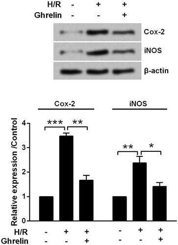 Figure 3. Ghrelin protects H9c2 cells against hypoxia/reoxygenation (H/R)-induced the expression of Cox-2 and iNOS. H9c2 cells were pretreated with 0.1 μM ghrelin and were subjected to H/R. Expression of Cox-2 and iNOS was measured by Western blot. *, ** and *** stand for p<.05, p<.01 and p<.001, respectively.