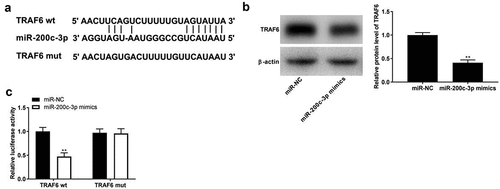 Figure 4. TRAF6 is a target of miR-200c-3p. (a) The binding sites of TRAF6 and miR-200c-3p were predicted by StarBase software. (b) The expression of TRAF6 was detected by Western blot. **P < 0.01 vs. miR-NC. (c) Target relationship of TRAF6 and miR-200c-3p. **P < 0.01 vs. miR-NC.