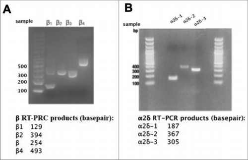 Figure 6. mRNAs for calcium channel β1-4 and α2δ-1-3 are detectable in RNA isolated from rat SCGs. (A), Agarose gel illustrating results of RT-PCR experiments with specific primers for detection of calcium channel β subunits, as indicated. (B), Agarose gel illustrating results of RT-PCR experiments with specific primers for detection of calcium channel α2δ subunits, as indicated. Lower panels, Expected product sized for each RT-PCR primer set used in the experiments illustrated above.