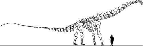 Figure 2. Diagrammatic skeletal drawing of Alamosaurus sanjuanensis based on composite skeleton reconstruction exhibited at the Perot Museum of Nature and Science, in Dallas, Texas. Reconstruction based on BIBE 45854, TMM 41541-1, USNM 15560 and the distal caudal series of a not-yet-named South American titanosaur. Human silhouette represents a 1.8 m tall individual. Grey-filled elements indicate parts of reconstruction based upon estimates of anatomy or modifications of other taxa.