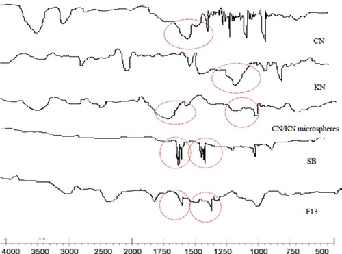 Figure 8 FTIR spectra of CN, KN, CN/KN microspheres dispersion, SB, and F13.
