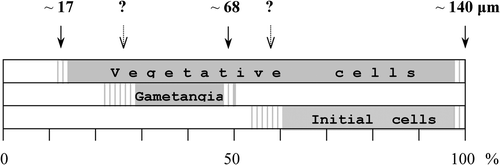 Fig. 21. Diagram showing the relative position of the apical size of gametangial, initial, and vegetative cells in the course of the life cycle of Haslea ostrearia. The maximal species-specific size is about 140 µm, the upper border of the cell size range suitable for sexual reproduction is about 68 µm. The position of some cardinal points (marked by question marks) must be ascertained more precisely.