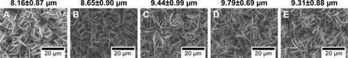 Figure 2 SEM images of surfaces morphologies of (A) biomimetic apatite, (B) apatite/LN5, (C) apatite/LN10, (D) apatite/LN20, and (E) apatite/LN40. Scale bar is 20 µm in length.Abbreviations: LN, laminin; SEM, scanning electron microscope.