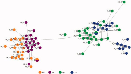 Figure 2. Median joining network of the haplotypes reconstructed in present study for Gymnocypris fish. Note: A circle represents a haplotype, the blue stand for G. eckloni (YL), the green stand G. przewalskii (QH), orange and purple stand for G. chilianensis (HH&SL). HH = Heihe River G. chilianensis, SL = Shule River G. chilianensis, YL = Yellow River G. eckloni and QH = Qinghai Lake G. przewalskii