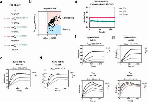 Figure 1. Fabs identified by phage display bind Spike RBD and Secto with high affinity outside of the ACE2 binding site