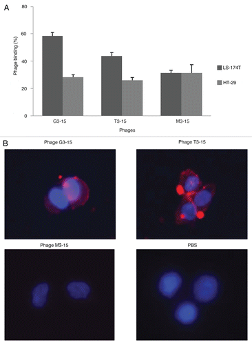 Figure 2 (A) Relative binding of G3-15, T3-15 and M3-15 control phages to LS-174T and HT29 cells by flow cytometry. The data is presented as the percentage of phage binding to the cell total. The data is presented as the mean of three replicates with one SD represented by the error bars. (B) Fluorescence microscopy of LS-174T cells incubated with the two study phages G3-15 and T3-15, the control phage M3-15 and buffer only. The red fluorescence indicates bound phages and blue fluorescence (DAPI) indicates the nucleus. Phages are shown bound to the cell membrane (red stain) for the two study phages with no signal observed for the control phage and buffer alone (Magnification x400).