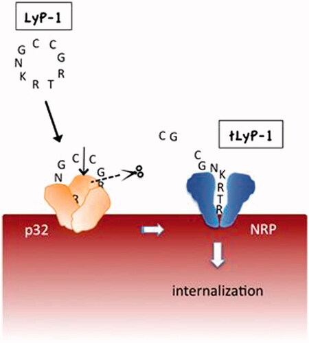 Figure 1. LyP-1 is a cryptic CendR peptide. Cyclic LyP-1 concentrates at the surface of tumor cells by binding to its primary receptor p32. LyP-1 is then proteolytically cleaved into the linear truncated form, tLyP-1, which diminishes its affinity for p32. The exposed C-terminal CendR motif becomes active and triggers binding to NRP1 and/or NRP2, and subsequent cell internalization (adapted from Roth et al., Citation2012).