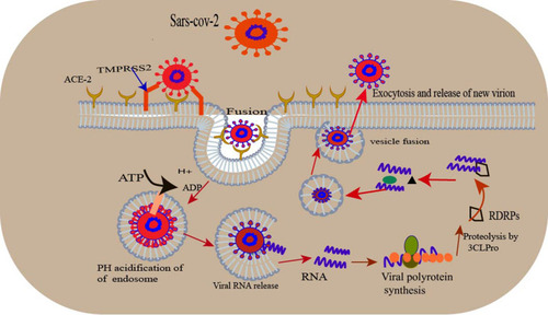 Figure 2 Life cycle of SARS-CoV-2 virus.