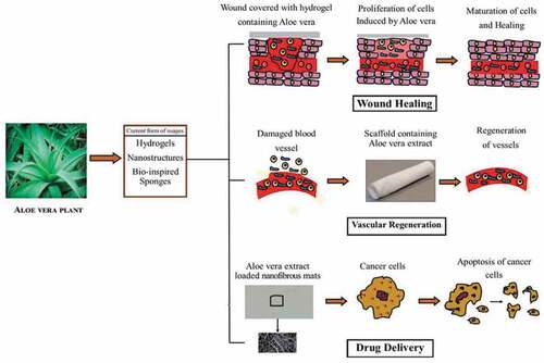 Figure 4. Some examples of Aloe vera in clinical applications (Balaji et al. Citation2015).