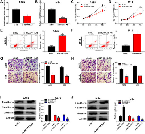 Figure 2 Knockdown of HOXA11-AS repressed proliferation, metastasis and EMT but expedited apoptosis in melanoma cells. (A and B) The knockdown effect of si-HOXA11-AS on the expression of HOXA11-AS was evaluated by qRT-PCR. (C and D) Cell proliferation was detected by MTT assay in A875 and M14 cells transfected with si-HOXA11-AS or si-NC. (E and F) Cell apoptosis was examined by flow cytometry. (G and H) Cell migration and invasion were determined by transwell assay. (I and J) The levels of EMT-associated proteins were measured by Western blot in transfected A875 and M14 cells. *P< 0.05.