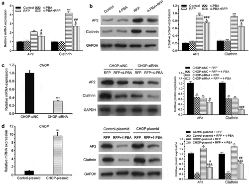Figure 4. 4-PBA alleviated RFP-caused increase of AP2 and clathrin.