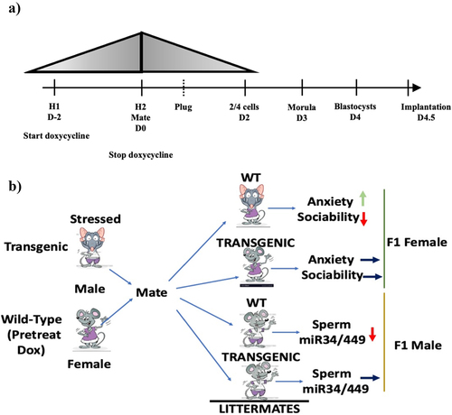 Figure 1. Transgenic mouse model for detecting involvement of altered preimplantation miRNA content in transmitting traits across generations. a) timeline describing transient doxycycline (dox) introduction into WT female mice. Dox (40 mg/kg) was added to female mouse chow 48 hrs. before mating and then removed at mating. Its concentration in animals estimated (grey triangle based on known 48 hr t ½ of dox). b) scheme for how mating CSI-stressed, heterozygous transgenic, males with females pretreated with doxycycline can test whether reduced preimplantation embryo miR-34/449 levels participate in generating stress-related behaviours in female and suppressed sperm miR-34/449 levels in male offspring. WT: wild-type.