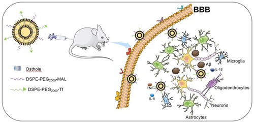 Figure 1 Schematic illustration of strategy for improving AD-related pathology by Tf-modified osthole liposomes.