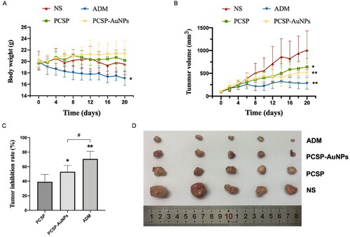 Figure 6. Antitumor effects of PCSP and PCSP-AuNPs on H22 tumor-bearing mice. (A) Body weights of mice as a function of time. (B) Tumor volume of mice during the 20 days. *p < 0.05, **p < 0.01, compared to the control group; #p < 0.05, compared to the PCSP group. (C) Tumor inhibition rate in different treatments. *p < 0.05, **p < 0.01, compared to the PCSP group; #p < 0.05, compared to the PCSP-AuNPs group. (D) Photograph of tumors from different groups.