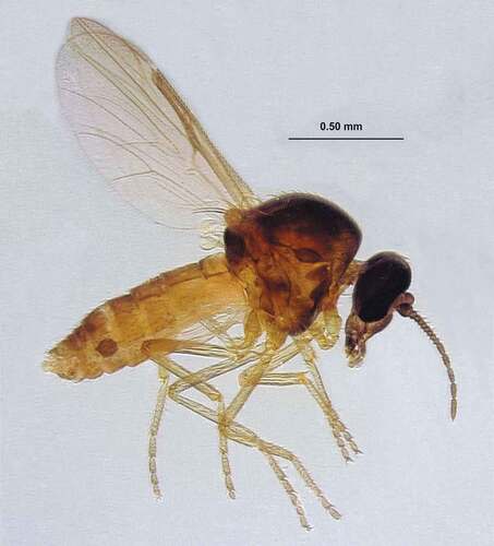 Figure 2. Female of Atrichopogon (Atrichopogon) tolfensis n. sp., total habitus.