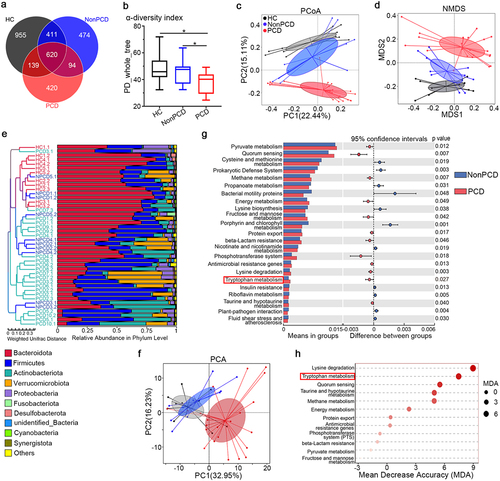 Figure 2. Tryptophan metabolism in bacterial predicted functions was enriched in PCD. (a) Overlaying Venn diagram indicating fewest operational taxonomic units (OTU) of gut microbiota in PCD mice, compared to HC and NonPCD mice. (b) Attenuated bacterial richness and evenness by reduced α-diversity (PD-whole-tree) in PCD mice, n = 11 for HC, n = 10 for NonPCD and n = 22 for PCD mice. Data are presented in Box plot as Mix to Max. * p < .05. (c) Microbial distributions by NMDS plot with cluster in mice among three groups. (d) Differences of microbial structure by PCoA plot with cluster in three grouped mice. (e) Unweighted pair-group method with arithmetic means (UPGMA) tree based on weighted unifrac distance showing microbial differences among each individual mice (left panel) and relative abundance of top 10 bacteria in phylum level (right panel). (f) Principal coordinate analysis (PCA) showing difference of bacterial predicted functions in level 3 by PICRUSt among three groups. (g) Histograph of bacterial predicted functions in level 3 of KEGG pathway analyzed by Tax4Fun showing differentially abundant functions with significance between NonPCD and PCD mice. (h) Ranking of microbial predicted functions in KEGG pathway enriched in PCD mice according to their mean decrease accuracy (MDA) in unsupervised RandomForest analysis.