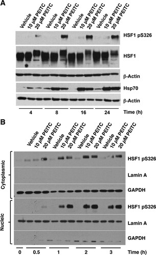 FIG 3 PEITC causes phosphorylation of HSF1 at S326. MDA-MB-231 cells (2.5 × 105 per well) in six-well plates were treated with vehicle (0.1% acetonitrile) or PEITC for either 24 h (A) or for the indicated periods of time (B). In panel A, the levels of pS326 HSF1, total HSF1, and Hsp70 were detected by Western blot analysis in cell lysates, and the levels of β-actin served as loading control. In panel B, the levels of pS326 HSF1 were detected by Western blot analysis in the cytoplasm and nuclei after nuclear-cytoplasmic separation. The levels of lamin A and GAPDH served as fraction purity indicators and as loading controls.