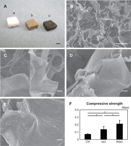 Figure 6 Digital photographs (A), SEM micrographs (B–E), and compressive strengths of scaffolds (F): the photograph (A) shows appearances of the collagen scaffold (a), GO-coated collagen scaffold (b), and RGO-coated collagen scaffold (c); SEM micrograph of the inner surface of the collagen scaffold (B); higher magnification of the collagen scaffold, showing the smooth surface (C); higher magnification of the GO-coated collagen scaffold, showing its irregular surface (D); higher magnification of the RGO-coated collagen scaffold, showing the rough surface frequently produced by chemical reduction (E); and compressive strength of each scaffold (F).Notes: *P<0.05. Scale bars represent 2 mm (A), 100 μm (B), and 10 μm (C–E), respectively.Abbreviations: SEM, scanning electron microscopy; GO, graphene oxide; RGO, reduced graphene oxide; Ctrl, control.