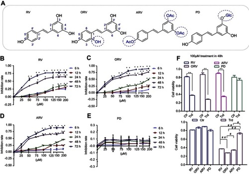 Figure 1 Chemical structure and inhibitory effect of resveratrol and its analogs in T24 cells. (A) The chemical structure of trans-resveratrol (RV); acetylresveratrol (ARV); oxyresveratrol (ORV); polydatin (PD). (B)–(E) T24 cells were exposed to serial dilutions (0, 25, 50, 75, 100, 125, 150 and 200 μM) of the above compounds at five different time points (6 , 12, 24, 48 and 72 hrs), respectively. (F) Inhibitory effects of 100 μM investigated compounds were compared after 48-hr incubation. The values obtained using the MTT assay and depicted in the figures were analyzed with GraphPad Prism 5 to establish the IC50 (see Table 1). Data were expressed as mean±SD (n=3). Bars mean standard errors, *P<0.05, **P<0.001 revealed significant difference between treatment and control cells. #P<0.05, ##P<0.001 showed significant difference between different compound treatments. Ctr, untreated T24 cells; Trd, T24 cells treated with different compounds. The experiments were performed in triplicate with similar results.