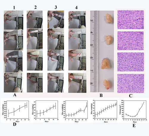 Figure 11 Characterization of tumor-bearing nude mice model. (A) The digital photo of each nude mice with glioma. (B) The tumor mass obtained from corresponding mice (at 28d). (C) Hematoxylin and eosin staining of tumor tissues. (D) The weight growth curves of mice (E) Tumor volume curve.