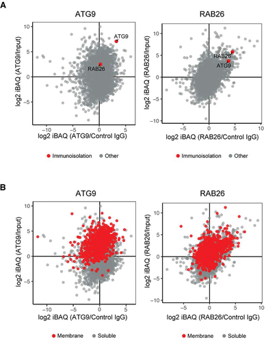 Figure 2. 2D scatter plots of proteins quantified by proteomic analysis of ATG9- and RAB26 immuno-isolates, confirming the purity of the isolated vesicle fractions. (A) overview of all proteins quantified by label-free liquid chromatography-tandem mass spectrometry (LC-MS/MS). The scatter plots represent a 2D comparison of all identified proteins and their log2-transformed iBAQ values derived from ATG9 (left) and RAB26 (right) immuno-isolates in relation to both reference samples: log2-transformed iBAQ values of the proteins from starting material for immuno-isolation (Y-axis) and log2-transformed iBAQ values from proteins on beads coupled to control (sheep) IgG (X-axis). Targeted proteins (ATG9, RAB26, respectively) are highlighted in red. (B) distribution of protein containing transmembrane domains (red dots) in each sample set as plotted under (A).