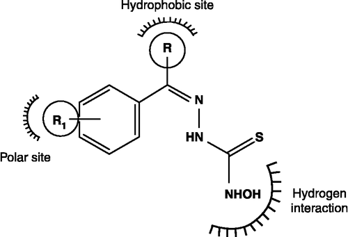 Figure 2.  Illustrative representation of N-hydroxythiosemicarbazones interaction with receptor.