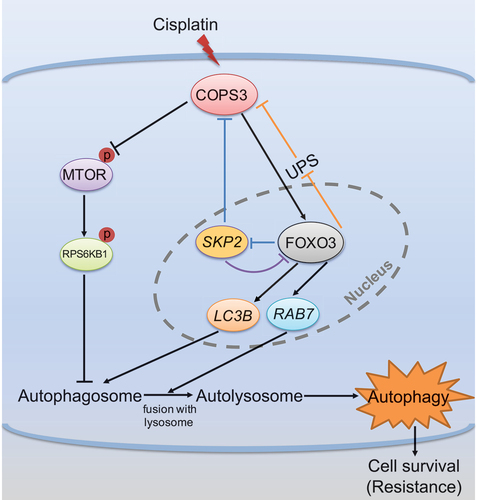 Figure 8. Schematic model of the role of the COPS3-induced autophagy in cisplatin resistance in osteosarcoma. Cisplatin treatment amplifies COPS3-mediated autophagy. Mechanistically, the model mainly depicts that the COPS3-FOXO3 positive feedback loop is involved in autophagy induction in response to cisplatin. COPS3 regulates the nuclear abundance of FOXO3 and enhances FOXO3-dependent transcription of LC3B and RAB7. In turn, FOXO3 inhibits COPS3 degradation mediated by the UPS and suppresses SKP2-mediated COPS3 inhibition to cooperatively maintain high COPS3 level. In addition, SKP2 exerts a negative feedback effect on FOXO3 through inhibition at the transcriptional level. In coordination with the feedback loop, inhibition of MTOR pathway by high COPS3 level also ensures rapid initiation of autophagy. High COPS3 level can activate cytoprotective autophagy, eventually leading to cisplatin resistance in osteosarcoma.