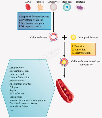 Figure 1. Schematic illustration of the preparation of cell membrane-camouflaged nanoparticles and their applications. RBCs, red blood cells.