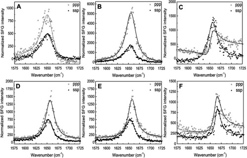 Figure S7 The ssp and ppp sum frequency generation (SFG) amide I spectra collected from the 22A peptide associated with model lipid membranes of egg sphingomyelin (eSM) at 25°C (A), 37°C (B), and 50°C (C) and 1-palmitoyl-2-oleoyl-sn-glycero-3-phosphocholine (POPC) at 25°C (D), 37°C (E), and 50°C (F). ppp refers to polarization combination of p-polarized SFG, p-polarized visible, p-polarized IR and ssp refers to s-polarized SFG, s-polarized visible, p-polarized IR.