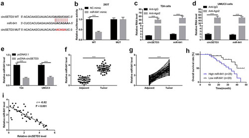 Figure 4. CircSETD3 acts as a sponger by binding miR-641