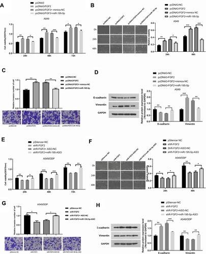 Figure 5 Over-expression of FGF2 abolishes the effects induced by miR-195-5p in A549/DDP cells. (A–C) Over-expression of FGF2 rescues the effect of miR-195-5p on cell viability (A), migration (B) and invasion (C) in A549/DDP cells. (D) After co-transfection with miR-195-5p and FGF2 in A549/DDP, Western blot assays were used to present the expression of EMT markers (E-cadherin and vimentin). (E–G) Knockdown of FGF2 rescues the effect of miR-195-5p on cell viability (E), migration (F) and invasion (G) in A549 cells. (H) After co-transfection with miR-195-5p-ASO and shR-FGF2 in A549, Western blot assays were used to present the expression of EMT markers (E-cadherin and vimentin). All data represent mean ± SD of three independent experiments. *p < 0.05, **p < 0.01, ***p < 0.001.